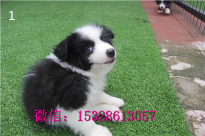 巫溪哪里有边境牧羊犬出售边境牧羊犬幼犬价格