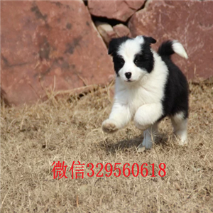漯河哪里有卖边境牧羊犬的边境牧羊犬多少钱一