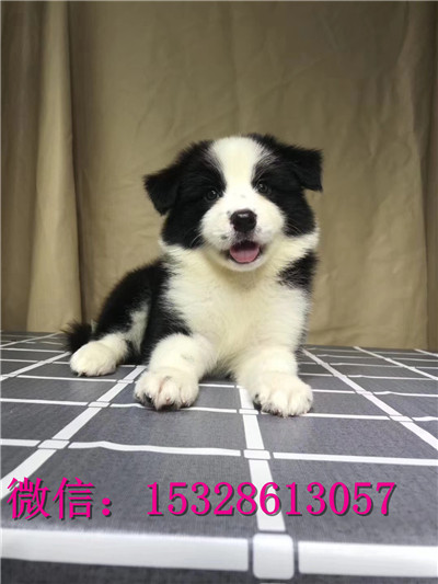 云阳哪里有边境牧羊犬出售纯种边牧多少钱黑色