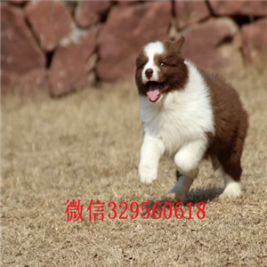 合川哪里有犬舍出售边牧幼犬多少钱一只边境牧