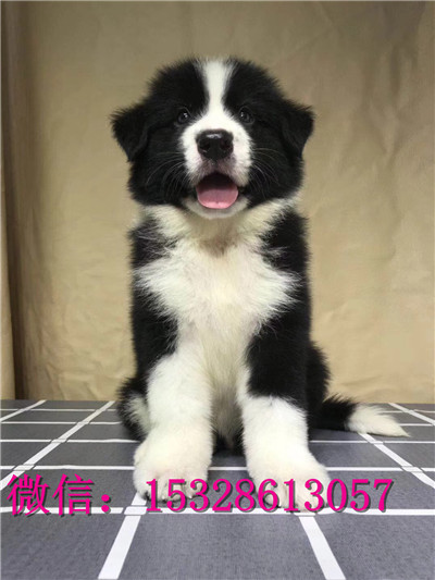 南川哪里有边境牧羊犬出售边境牧羊犬价格黑色