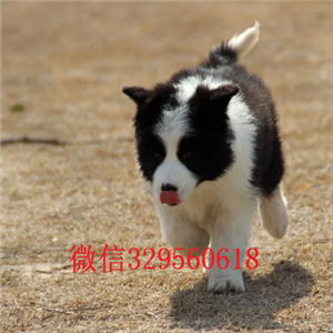 巴南哪里有犬舍出售边牧幼犬多少钱一只边境牧