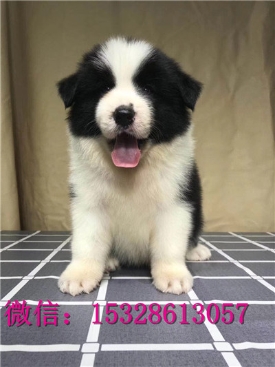 奉节哪里有卖边牧双血统边境牧羊犬价格黑色边