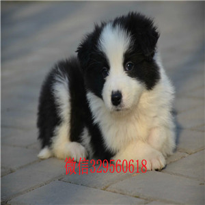 鄂尔多斯本地哪里有边牧出售纯种边境牧羊犬健