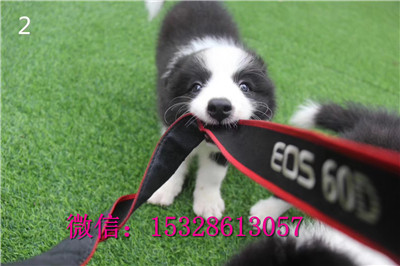 黔江哪里有卖边牧纯种边牧多少钱金边图片智商