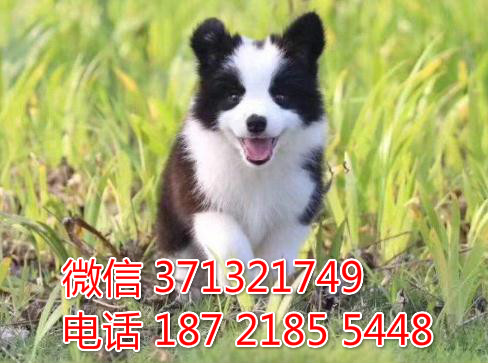 边境出售 青岛犬舍 济南狗场出售 边境牧羊犬