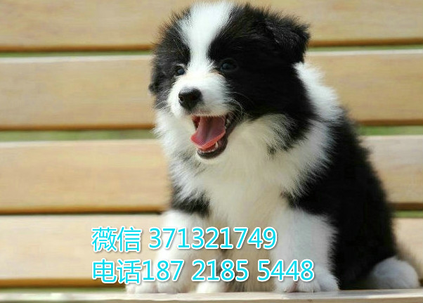 郑州边境牧羊犬出售纯种幼犬，边境狗狗 犬舍直销 大型犬价格合理