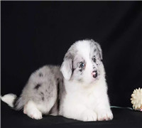 郑州哪里卖黑白边牧 郑州纯种边牧多少钱 郑州边牧怎么卖