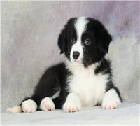 郑州哪里卖黑白边牧 郑州纯种边牧多少钱 郑州