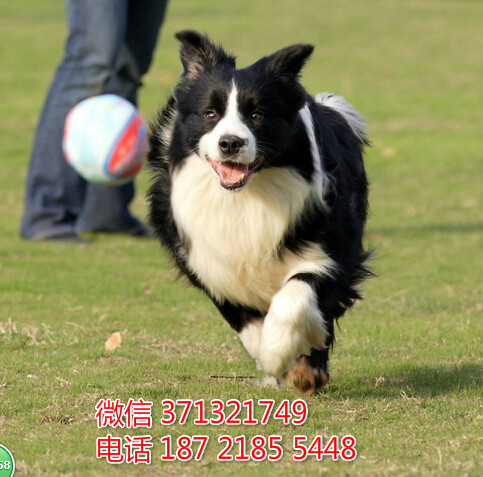 重庆犬舍出售边境犬狗狗纯种 重庆大型繁殖基