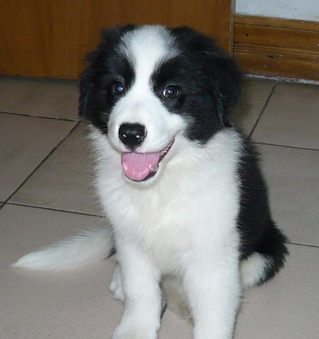 怒江买狗网 怒江名犬网 怒江狗市场买边牧