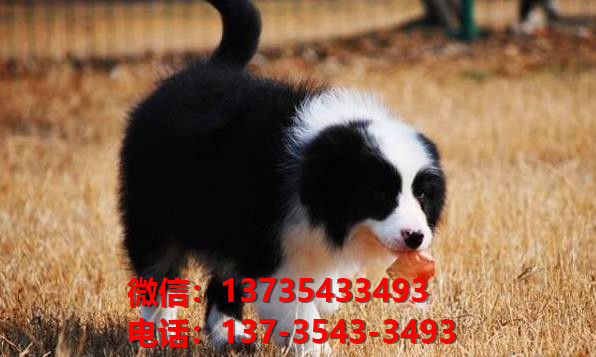 重庆宠物狗犬舍出售纯种边牧 宠物狗市场在哪 边境牧羊犬哪里有卖