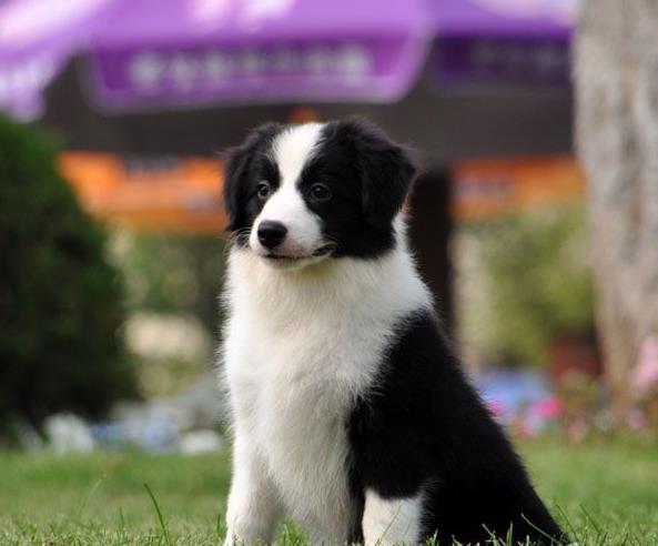 黄山宠物狗犬舍网上哪里有边境牧羊犬领养 卖