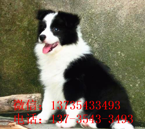郑州本地犬舍出售边牧犬宠物狗市场领养 在哪买狗卖狗