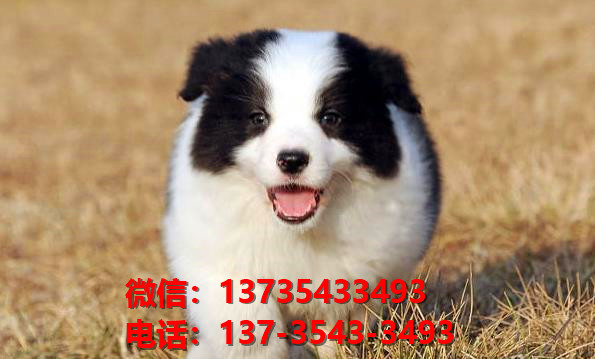 巢湖宠物狗犬舍网上哪里有边境牧羊犬领养 卖狗市场在哪