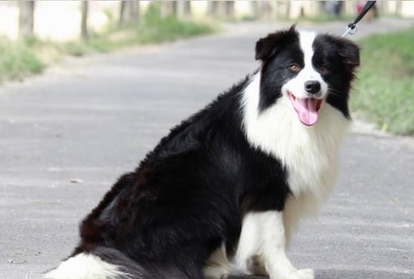 保山犬舍出售纯种边牧幼犬 网上哪里有宠物狗