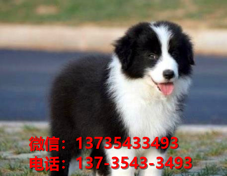巢湖宠物狗犬舍网上哪里有边境牧羊犬领养 卖
