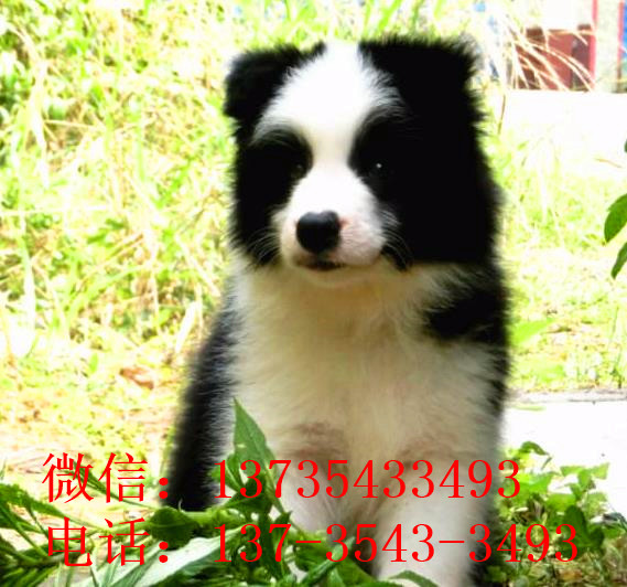 东营犬舍出售边牧幼犬狗市场卖狗买狗在哪