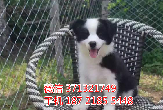 海口犬舍 边境犬出售纯种幼犬 ?？诒镜靥丶劭? width=80px height=80px /></div><div   id=