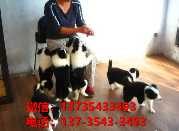 郑州宠物狗犬舍出售纯种边牧 宠物狗市场在哪 边境牧羊犬哪里有卖