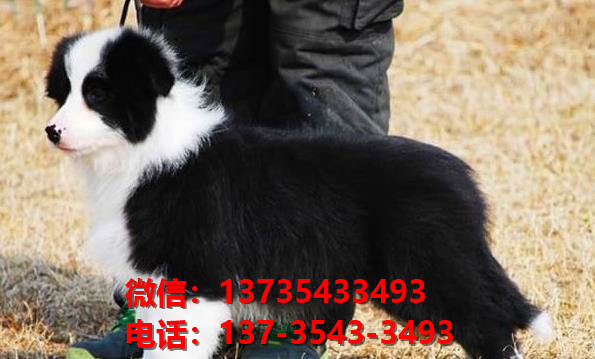巢湖宠物狗犬舍网上哪里有边境牧羊犬领养 卖狗市场在哪