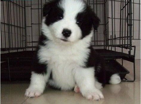 陇川县买狗 德宏州哪里出售边牧幼犬