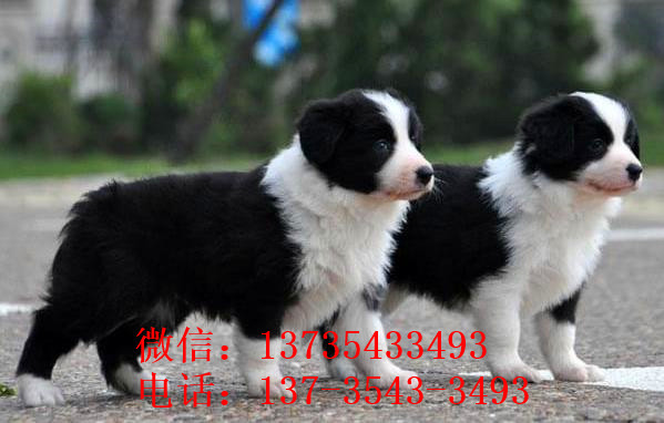 平顶山犬舍出售边牧幼犬狗市场卖狗买狗在哪