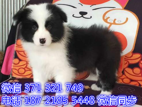 郑州全国发货 犬舍繁殖 边境犬出售纯种幼犬 包售后窍