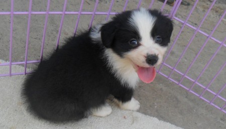 楚雄哪里卖宠物犬 楚雄哪里有大型养犬基地