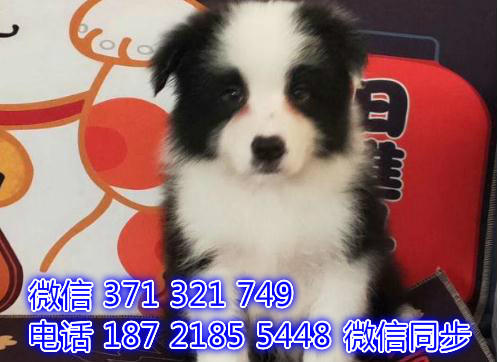 重庆宠物狗狗边境犬出售纯种 重庆狗狗 特价促