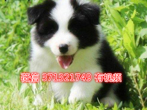 绍兴宠物 边境犬出售纯种 绍兴犬舍在哪里