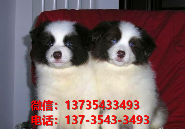 郑州宠物狗犬舍出售纯种边牧幼犬宠物狗市场在哪里卖狗买狗领养宠物