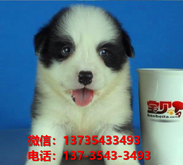 青岛宠物狗狗犬舍出售纯种边牧幼犬边境牧羊犬