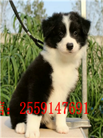 郑州哪里卖边牧 郑州边牧犬舍 郑州黑色边牧多少钱 郑州咖啡色边牧出售 郑州陨石边牧出售