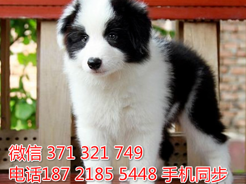  特惠边境牧羊犬纯种幼犬出售 支持上门支持空运汽运乃