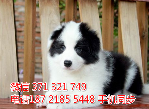 特惠边境牧羊犬纯种幼犬出售 支持上门支持空运汽运乃