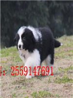 郑州哪里卖边牧 郑州边牧犬舍 郑州黑色边牧多少钱 郑州咖啡色边牧出售 郑州陨石边牧出售