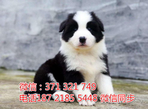 全国特惠边境纯种幼犬 支持上门 支持空运汽运 包健康居