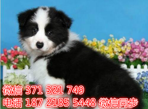 宠物狗狗边境出售幼犬 全国可以发货 犬舍繁殖