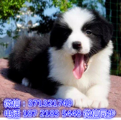 特价 边境牧羊犬出售纯种幼犬 专业繁殖专业发货 可上门看颖