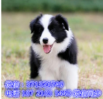 特价 边境牧羊犬出售纯种幼犬 专业繁殖专业发货 可上门看竞