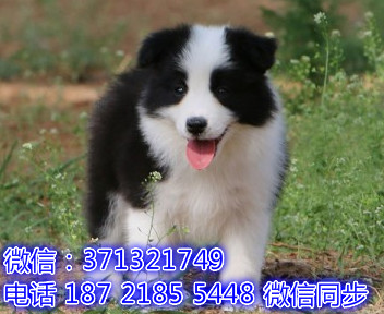 特价 边境牧羊犬出售纯种幼犬 专业繁殖专业发货 可上门看鼻