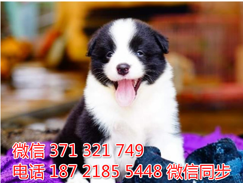 柯基纯种幼犬出售，犬舍直销柯基 犬舍狗场宠物狗涨