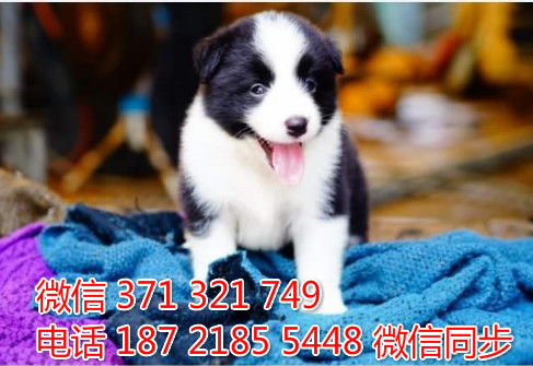 柯基纯种幼犬出售，犬舍直销柯基 犬舍狗场宠物狗叶