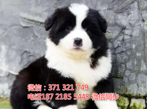 宠物市场 哪里有宠物边境牧羊犬，精品小型中型