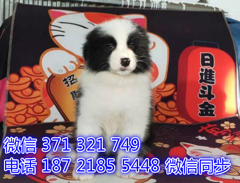 边境出售 宠物狗狗  宠物市场 狗狗图片 买卖狗狗谮