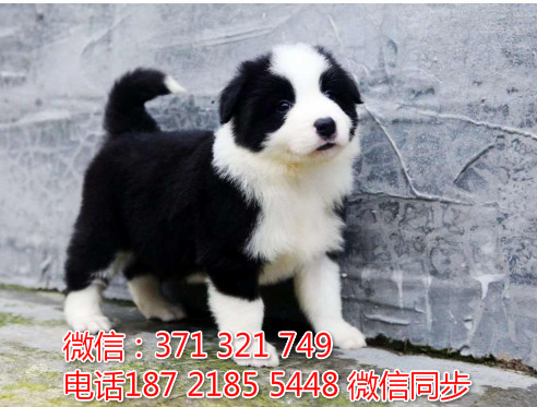 宠物市场 哪里有宠物边境牧羊犬，精品小型中型大型犬狗狗寿