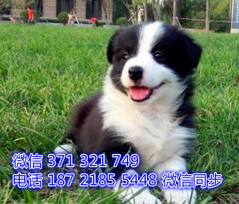 犬舍直销，哪里有宠物边境 ，精品小型中型大型犬