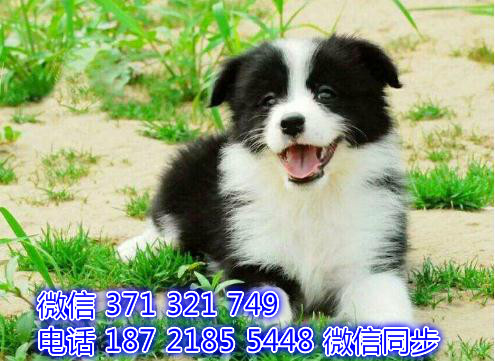 边境宠物买卖 宠物市场 宠物狗狗图片宠物网 婆