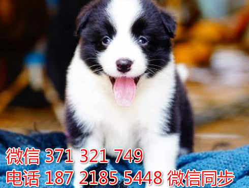 柯基纯种幼犬出售，犬舍直销柯基 犬舍狗场宠物